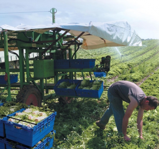 Maxinest Container Crate - Gathering Crops